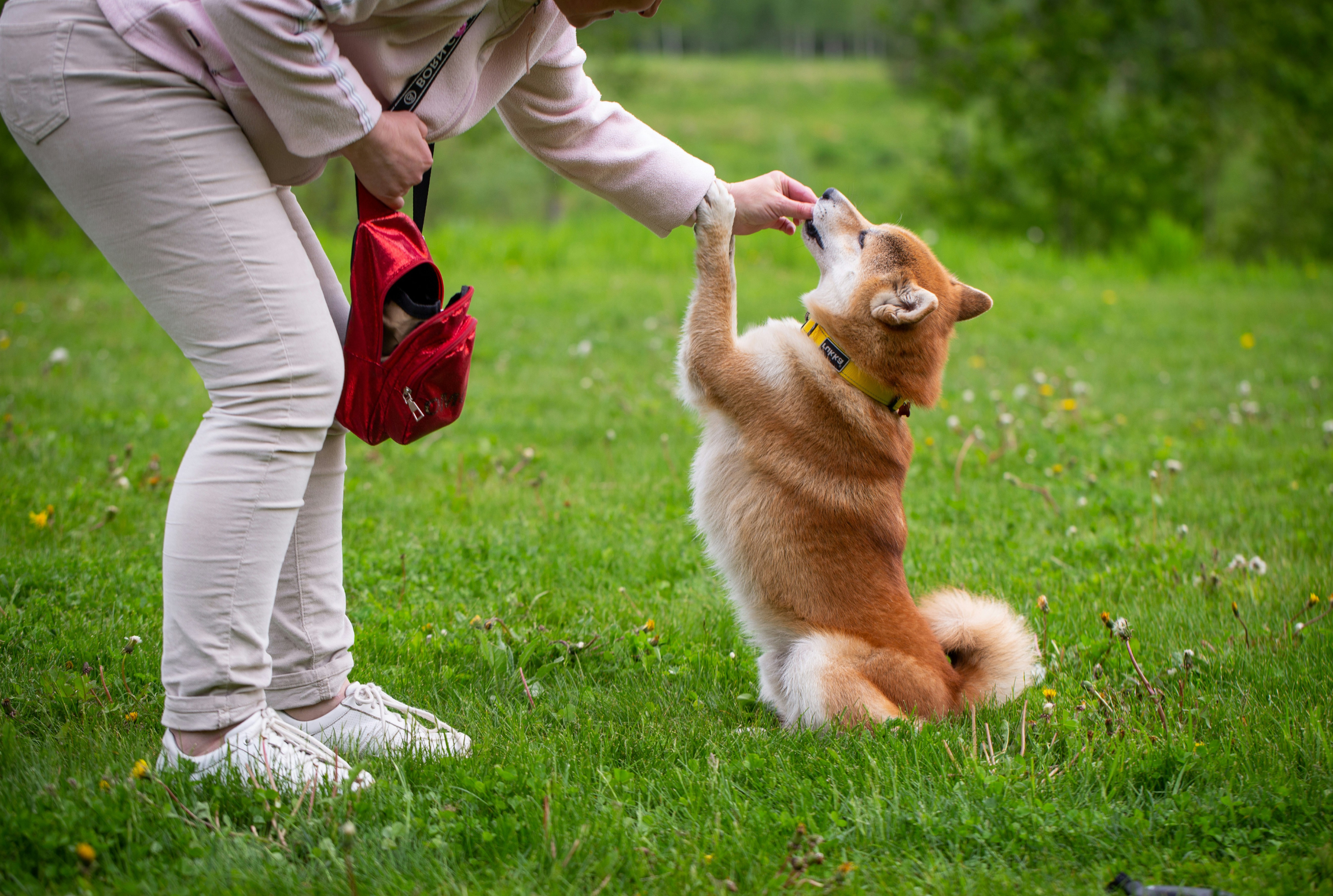 Przysmaki dla psa – kiedy pomagają, a kiedy mogą zaszkodzić?