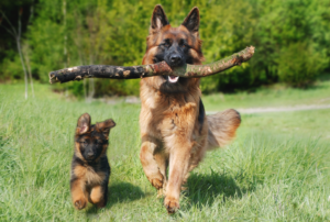 Whole Prey – na czym polega ten sposób żywienia psa?