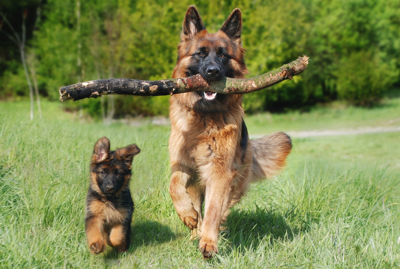 Whole Prey – na czym polega ten sposób żywienia psa?